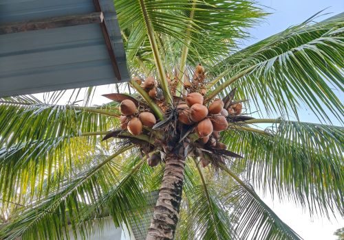 coconut